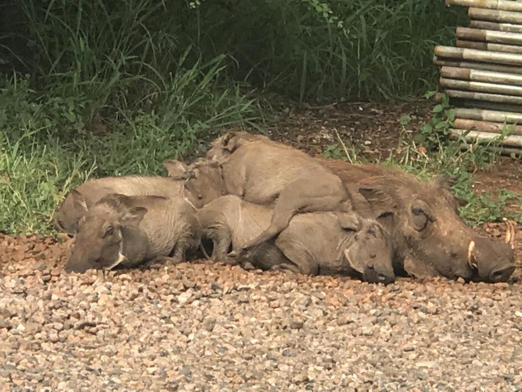 515 On Warthog By The River Marloth Park Esterno foto