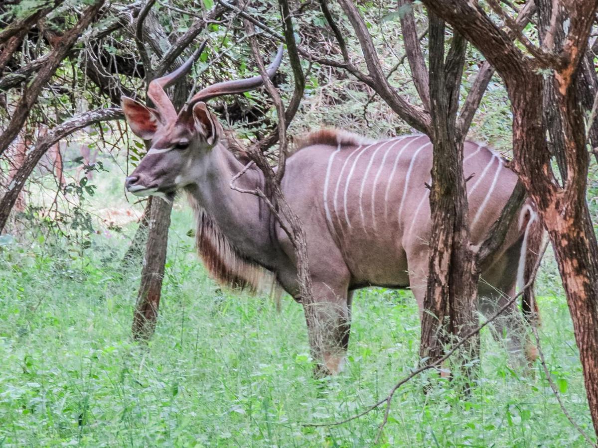 515 On Warthog By The River Marloth Park Esterno foto