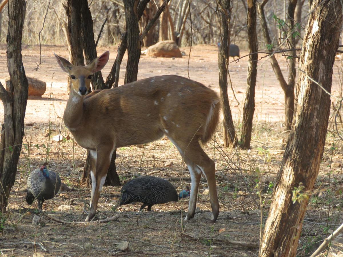 515 On Warthog By The River Marloth Park Esterno foto